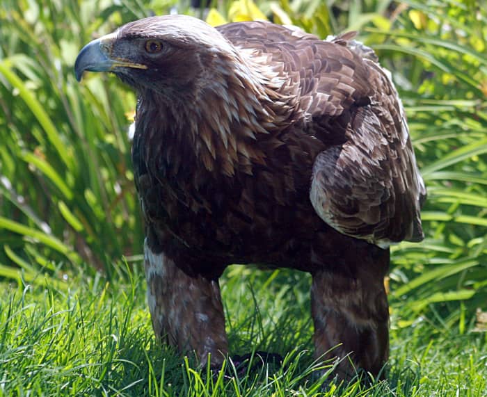 The Golden Eagle
