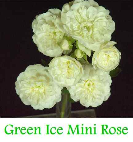 How to Make Green Roses: A Simple Step by Step Guide - HubPages