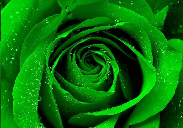 How to Make Green Roses: A Simple Step by Step Guide - HubPages
