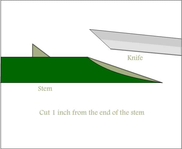 How to Make Green Roses: A Simple Step by Step Guide - HubPages