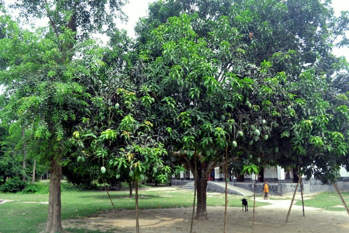 During the Mango season, most of the mango orchards are heavily laden with mangoes