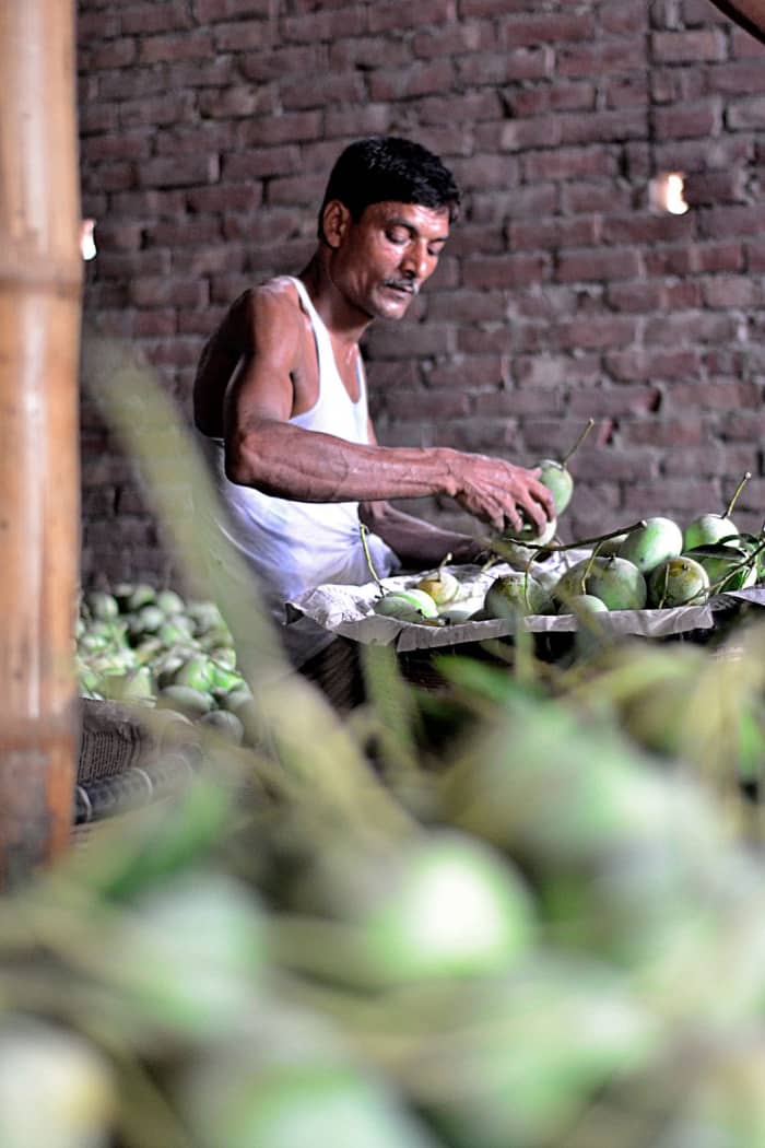 A worker of a mango wholeseller sorting out different qualities of mangoes