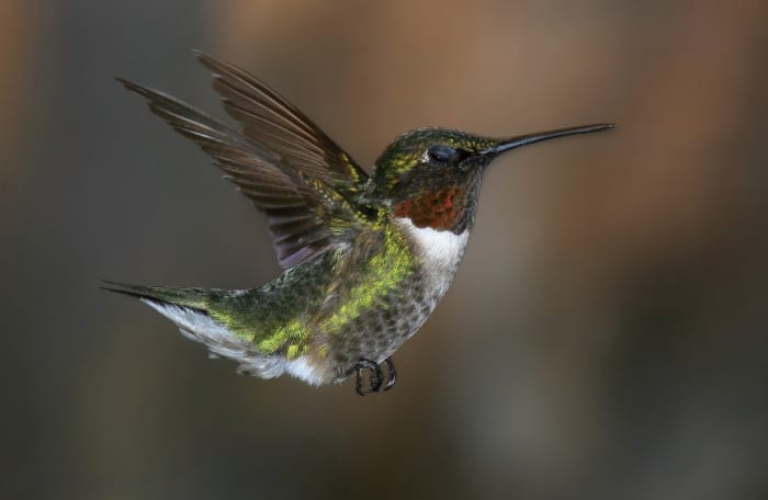 A ruby-throated hummingbird. I wonder how they flap those wings so fast? Amazing creatures!