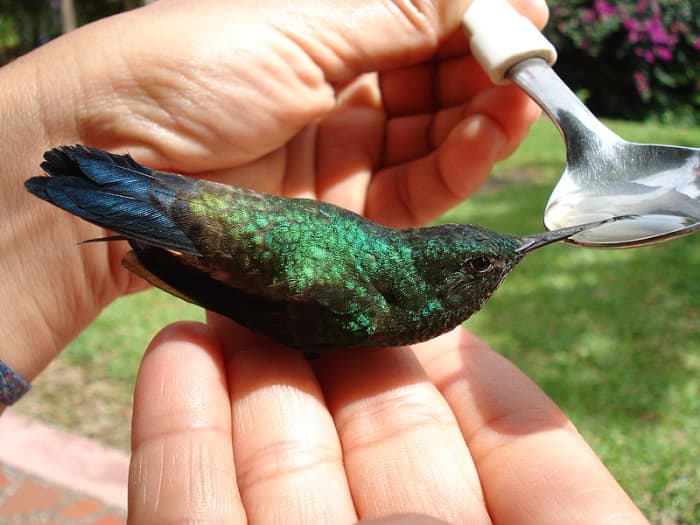Such beautiful and delicate little birds!