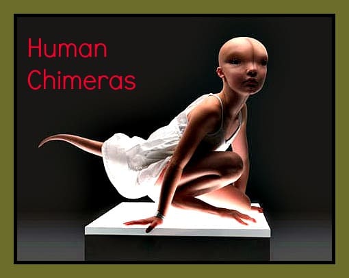 human-chimeras