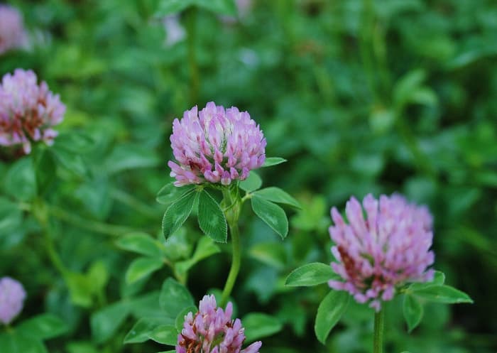 Cutting down cover crops & working them into the ground is one way to improve tilth, the physical condition of soil.