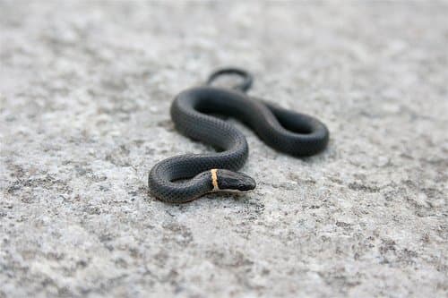 Northern ring-necked snake. Photo by Cody Hough,This file is licensed under the Creative Commons Attribution-Share Alike 3.0 Unported license.