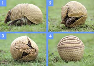 3-Banded Armadillo rolled into a ball to protect it's soft underbelly from predators.