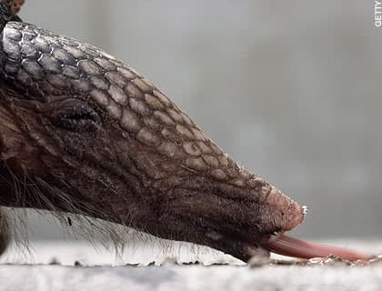 Armadillo with a long tongue for reaching insects and ants in difficult places.