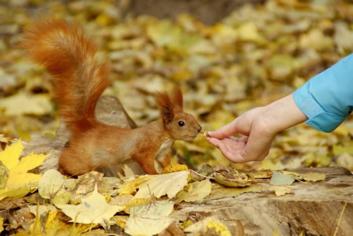 A red squirrel in England. You can tell that this is quite different. They are considered not destructive and should not be trapped.