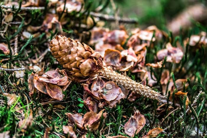 You don't always see the squirrel, but this partly eaten pine cone tells you that they are around.