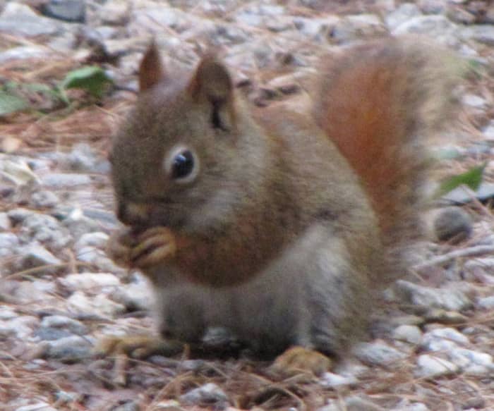 The destructive red squirrel found in the northeastern U.S. Compare it with the harmless red squirrel found in the U.K. (photo below).