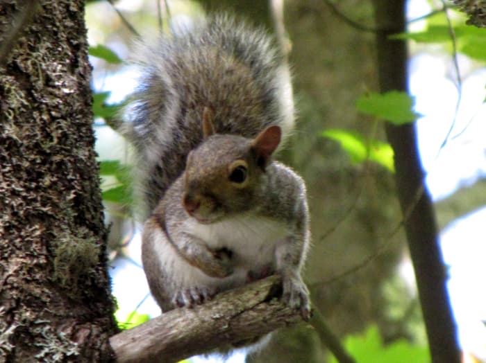A gray squirrel in the northeastern U.S. Not considered to be as destructive as the U.S. red squirrel, but you wouldn't want them nesting in your attic.