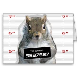 Oh, that naughty squirrel. My Florida neighbors had squirrels invade their attic. It cost them $4,000 to have someone come in to trap and remove the squirrels, clean up the debris, and block places where the squirrels had entered.