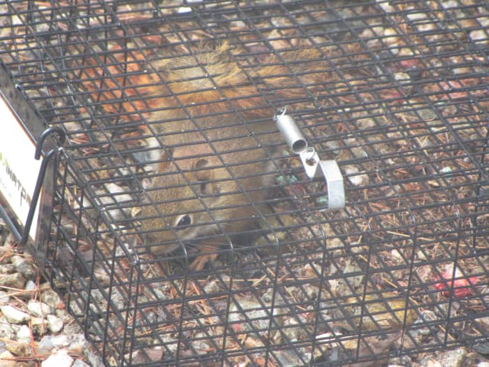Although this trap is advertised on Amazon for chipmunk trapping, I caught a number of squirrels in mine.