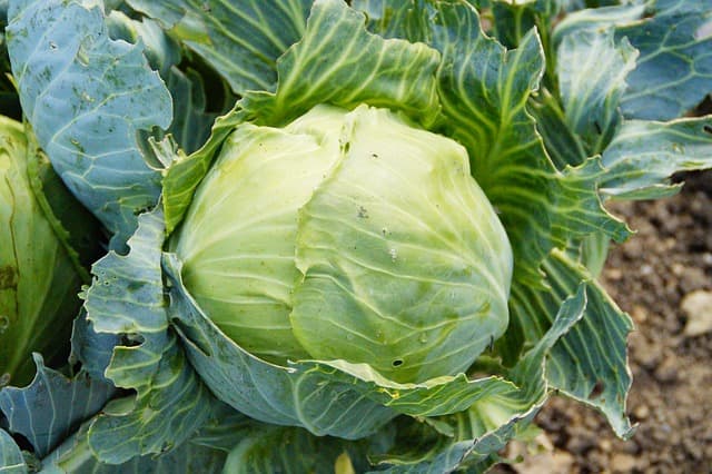 Use fresh cabbage when making The Cabbage Soup Diet. Also drink plenty of water.