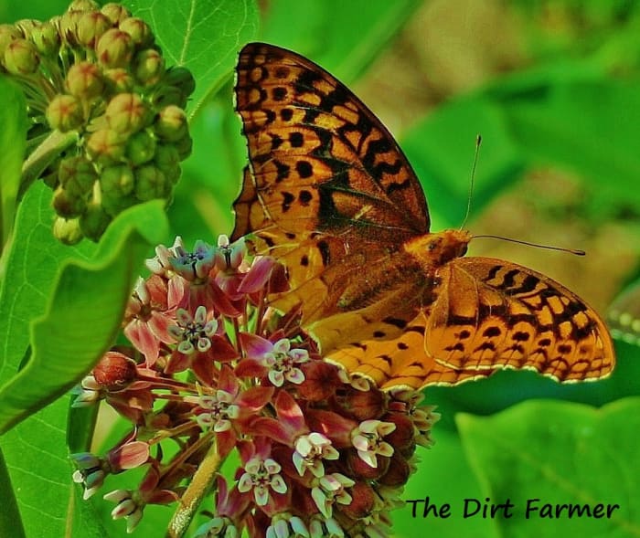 Like Asclepias tuberosa, swamp milkweed (Aesclepias incarnata) is a favorite of butterflies.