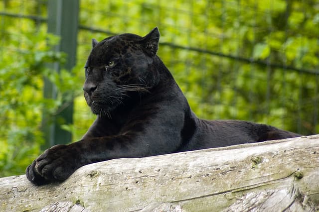 This is a melanistic jaguar. Compared to the melanistic leopard shown in the photo above, you can tell this is a jaguar because of the large head.