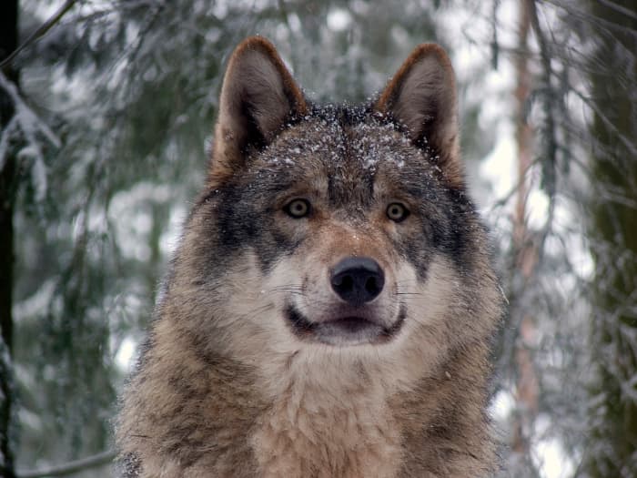 The gray wolf is one of Michigan's endangered species and calls the Upper Peninsula its home.