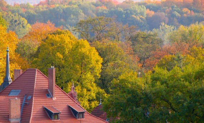 A rooftop in the World Heritage listed town of Quedlinburg, Germany, surrounded by autumn foliage.