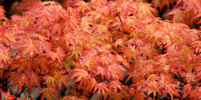 An rainy day makes the colours in the maple stand out. Tasmania, Australia.