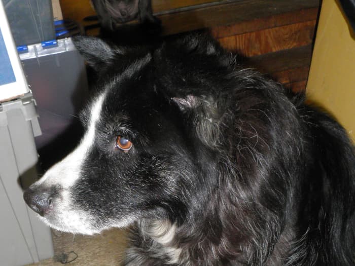 Simon looks like the "typical" border collie that most of us are used to seeing. Simon is a rough coat border collie.