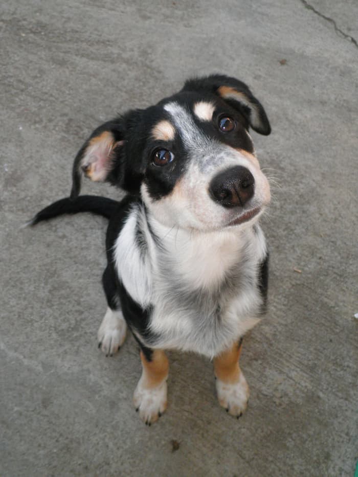Indy, my 6 month old tri-color smooth coat border collie. The only difference between smooth coats and rough coat border collies is the length of their hair.