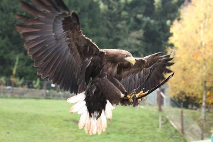 Birds of Prey Centre - watch a handsome white tailed eagle home in on his handler with a morsel of fresh meat