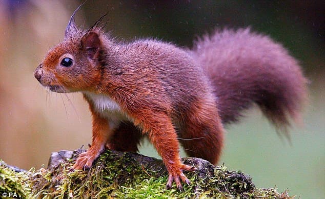 Red squirrel in the Kielder Forest - few natural habitats left for red squirrels in mainland Britain, this is one, others are in North Lancashire, Cumbria and further north (aside from the Isle of Wight - grey squirrels haven't mastered swimming)