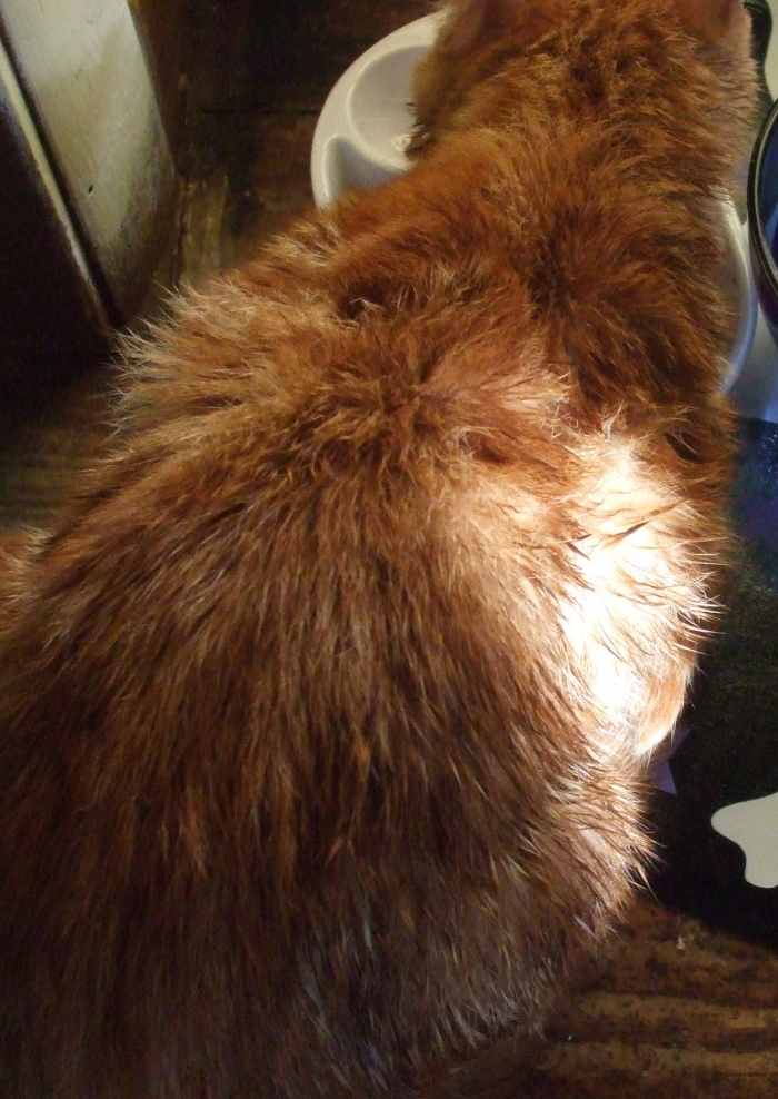 How To Bathe A Cat In Dawn Blue Detergent For Flea Treatment or Plain