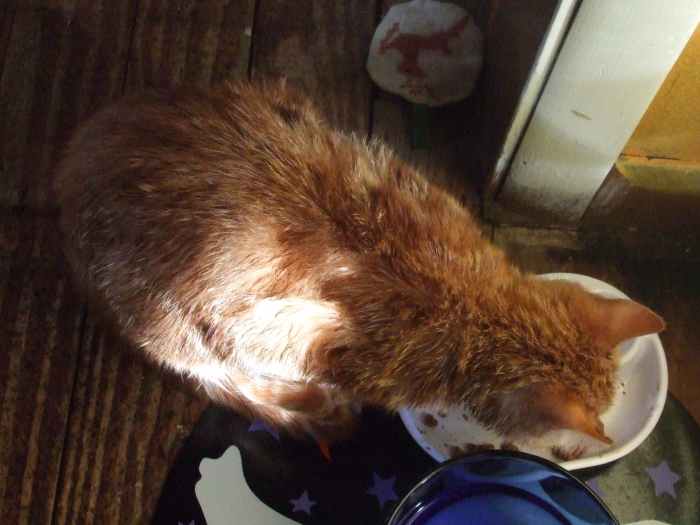 How To Bathe A Cat In Dawn Blue Detergent For Flea Treatment or Plain Old Cleaning HubPages