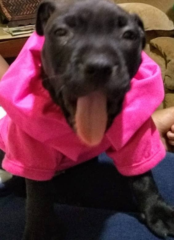 My puppy Bama when she was about 6 weeks old. Her breed is American Pit Bull Terrier.She was born Feb. 1, 2019 in Phenix City, Al.