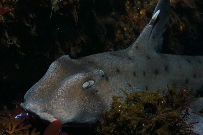 Some modern sharks, like the Mexican horn-shark retain the same spiky defences as the Jurassic hybodus, although they are nothing like as large.