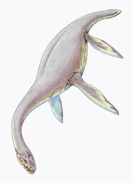 Cryptoclidus was a medium sized plesiosaur, with long, fine teeth designed to catch slippery prey such as fish and squid.