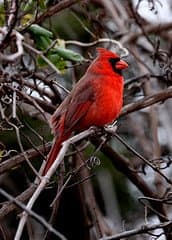 Male Northern Cardinal (Cardinalis cardinalis) in tangled grape arbor, an ideal addition to your backyard Cardinal habitat.