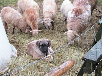Here is a Kangal and his charges. Fence is a good idea in case wolves have moved into their territory.