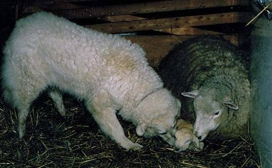 A Kuvasz, a giant LGD breed (this one is Ilsa of Brantwood Kuvasz) helping in lambing. However, a pack of wolves can make a short work of a lone Kuvasz.