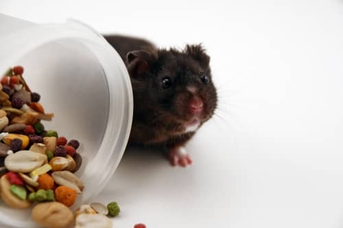 Here's a real cute Black Bear Hamster peeking out from behind a bowl of food. Black Bear Hamsters are a color phase of Syrian Hamsters.