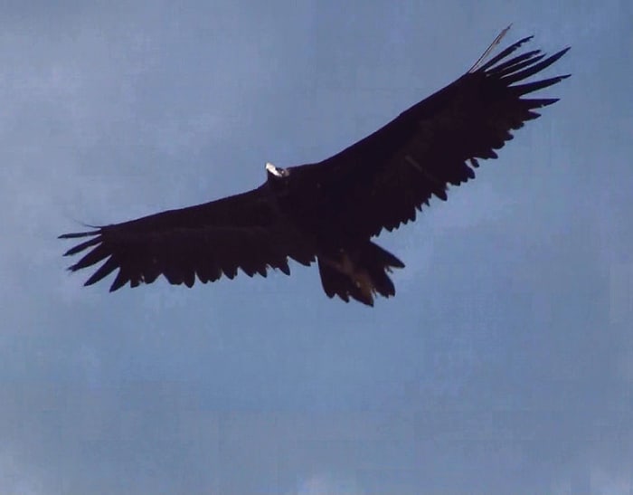 The wings of black vultures and make them look like they have no neck when they are gliding above you. Notice how the wing tips are pointing straight out compared to the turkey vulture in the picture below.