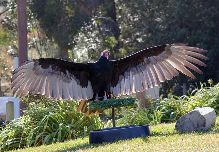 The markings on turkey vulture wings are distinctive and make it easy to tell them apart from black vultures.