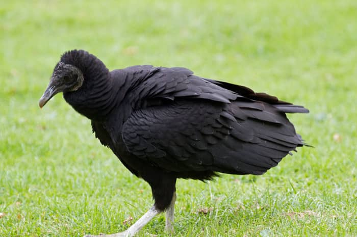 Black vultures live closely with turkey vultures and can be found side by side in roosts and at feeding sites.