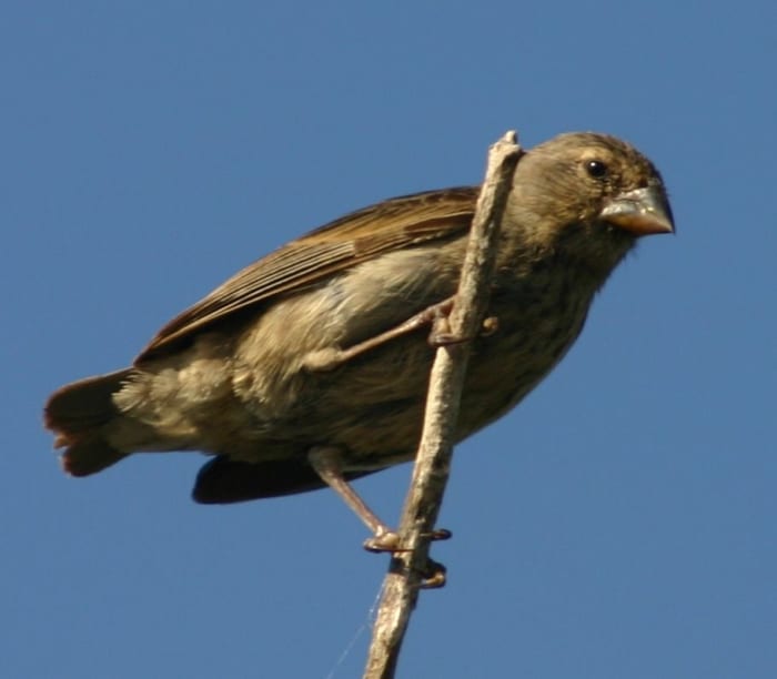 Darwin's study of finches on the Galapagos Islands is what led him to discover Evolution through Natural Selection.