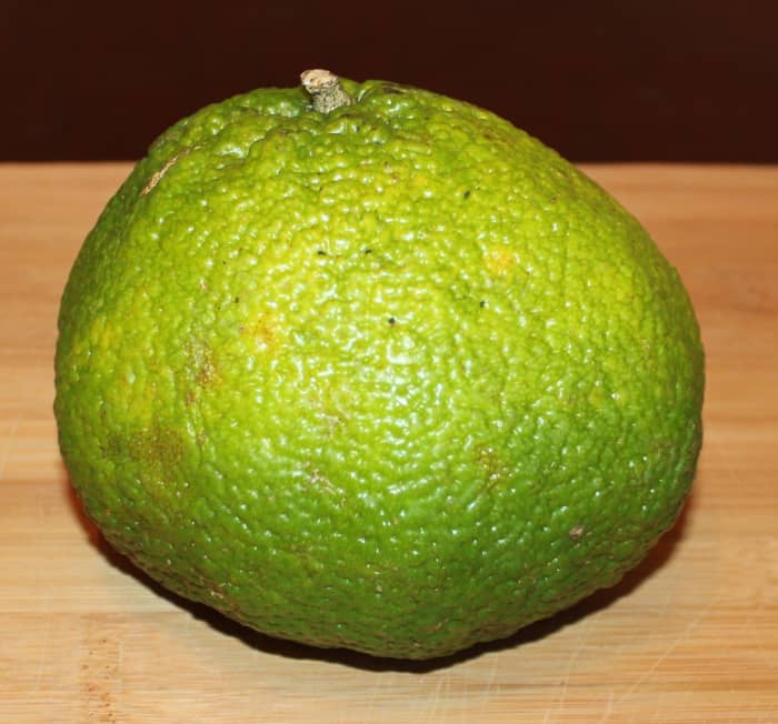 don't be fooled by the puckered, bumpy skin of tangelo fruit. inside they are extremely juicy and sweet.