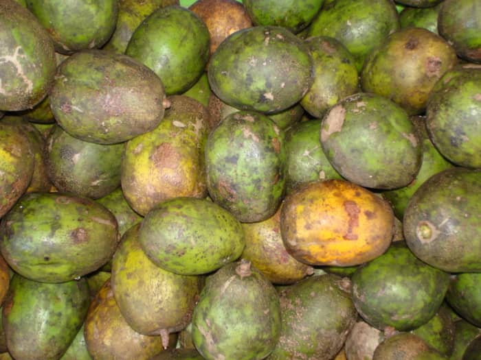 The yuplon is an acidic fruit that is seasonal in availability. It is not pretty on the outside, however.