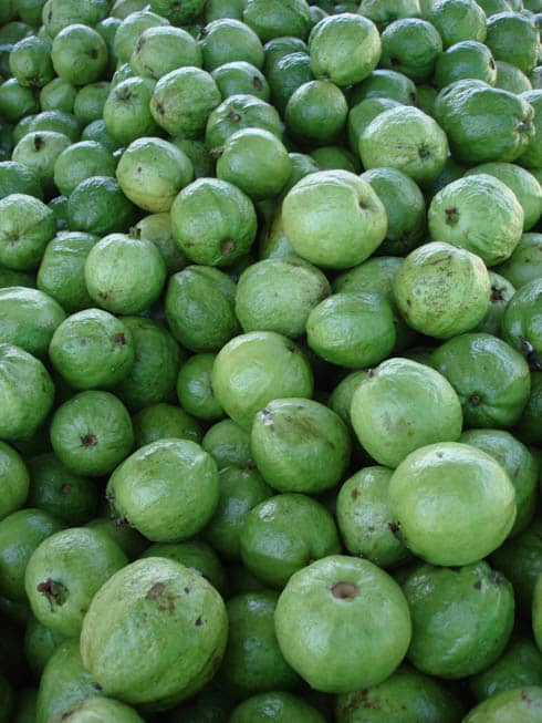 Guava (guayaba) fruits are popular. They are more acidic than an apple and when mature, are used to make jellies. They are eaten fresh when green.