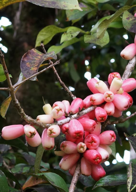 The manzana de aqua fruit on the tree. It is about 3-4 inches long and is not really very sweet. As the name suggests it is mostly a good source of water with some fiber tossed in for good measure.