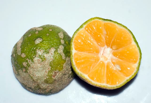 The Mandarin lime is a central ingredient in many dishes. There are also green limes in the country. There aren't any lemons in the country.