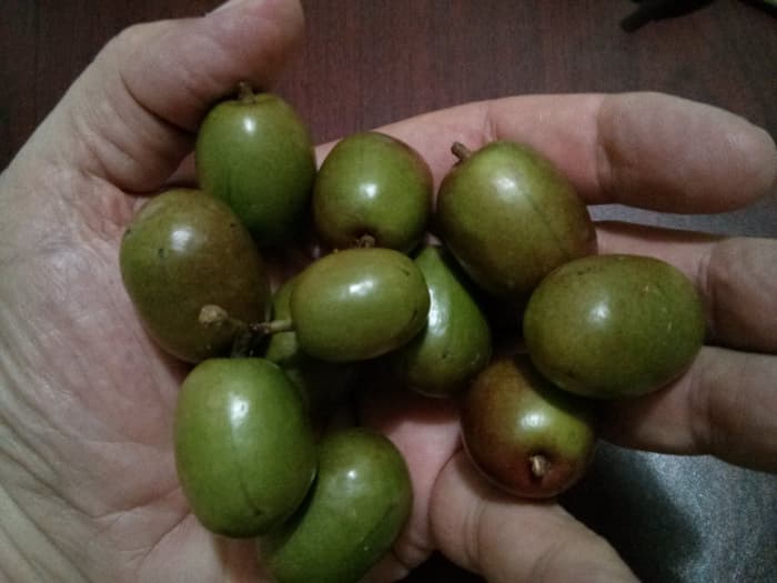Jocote tree fruit. These can be eaten fresh when green and turning red, or they can be put in a pot with brown sugar to make what is called jocotada. I like jocotada with peanut butter, using it like jam.