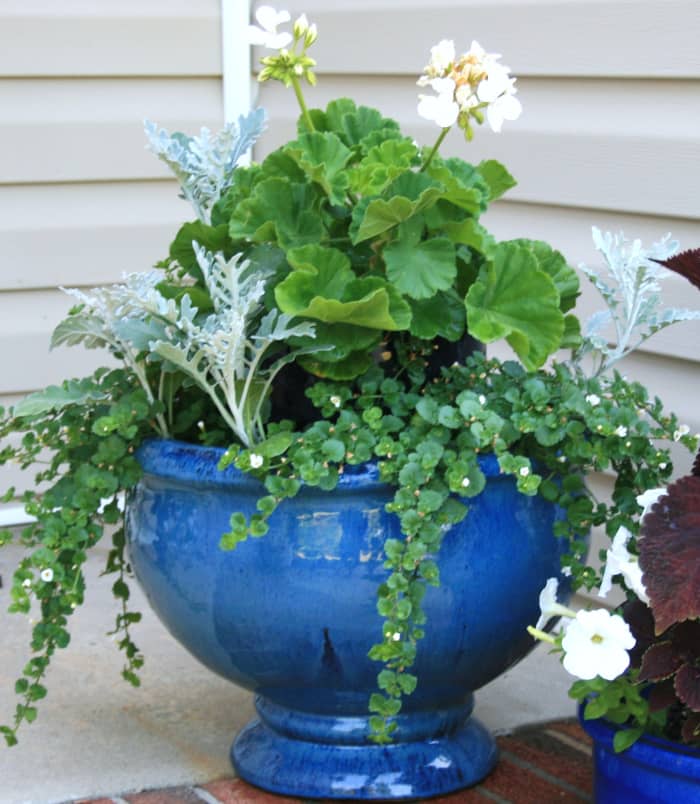 A two-tier pot at one week old. As the flowers grow, the inner pot will become completely obscured.