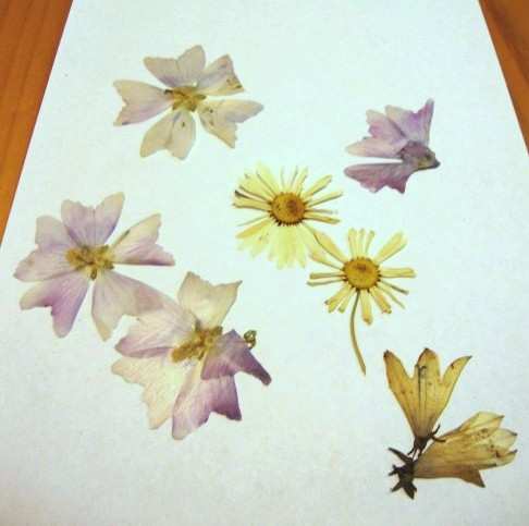Mallows pressed perfectly. Daisies were okay but I found the centers too thick. I'm not entirely sure what the flower is in the bottom right. Possibly a bluebell.